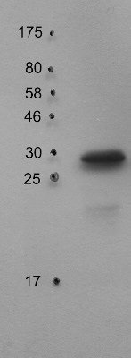 PsbO2 | 33 kDa of the oxygen evolving complex (OEC) of PSII in the group Antibodies Plant/Algal / Photosynthesis / PSII (Photosystem II) at Agrisera AB (Antibodies for research) (AS14 2825)